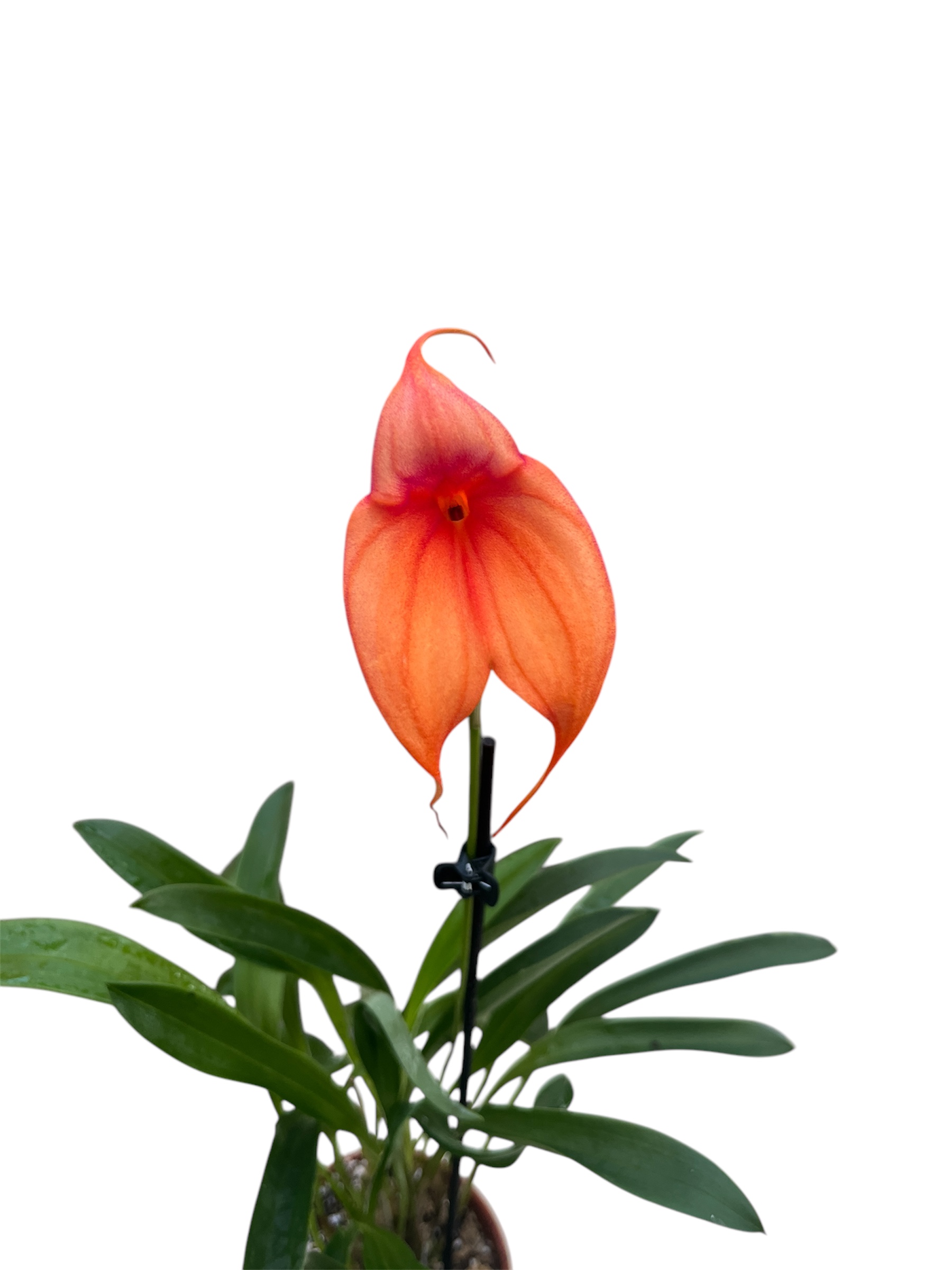 Masdevallia Hybride Select (Rot-Orange)