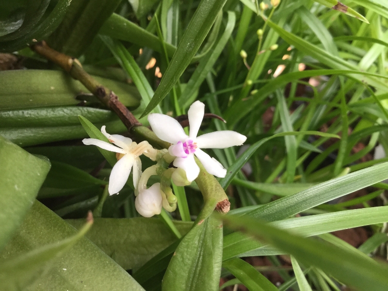 Trichoglottis rosea