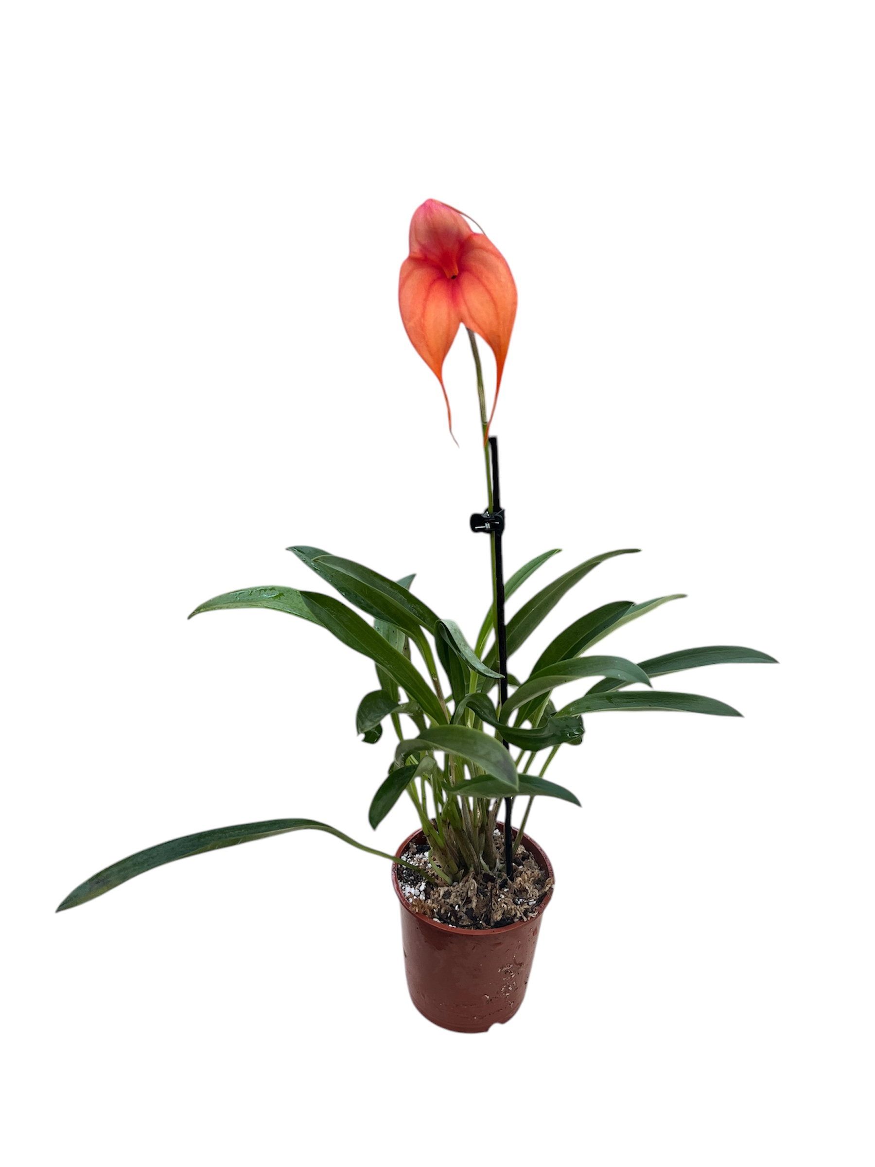 Masdevallia Hybride Select (Rot-Orange)