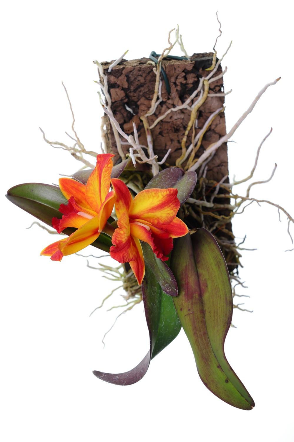 Cattleya Ayrton Senna 'Estoril' (aufgebunden)