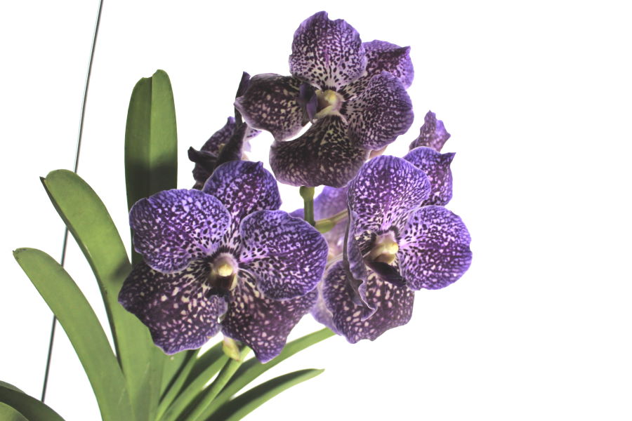 Vanda SUNANDA® Royal Purple