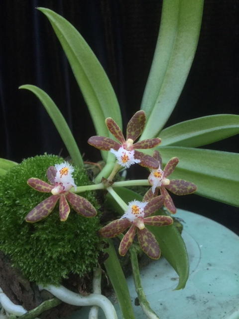 Gastrochilus acutifolius (Ampel)