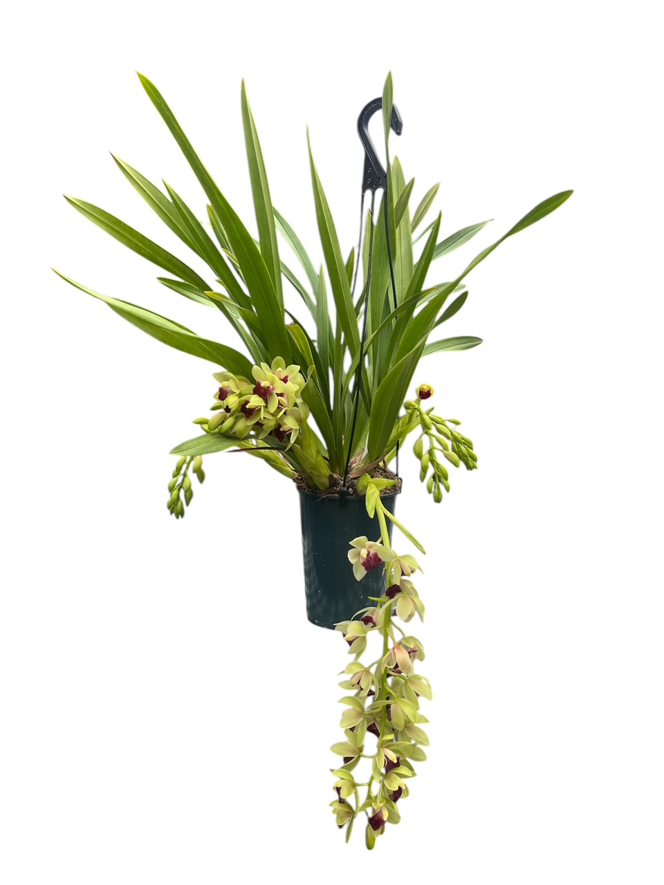 Cymbidium Jaina