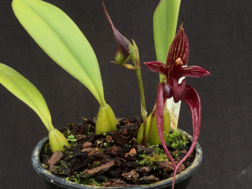 Bulbophyllum Nudda (longissimum x putidum)