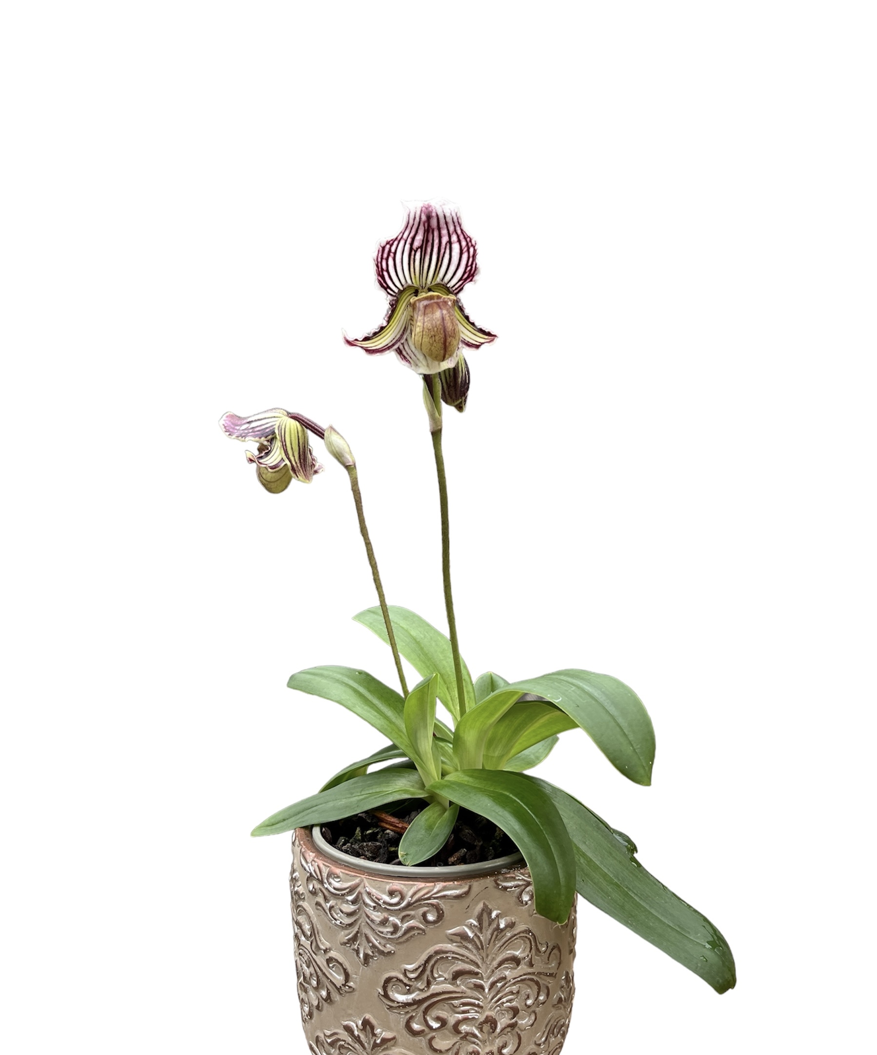 Paphiopedilum fairrieanum