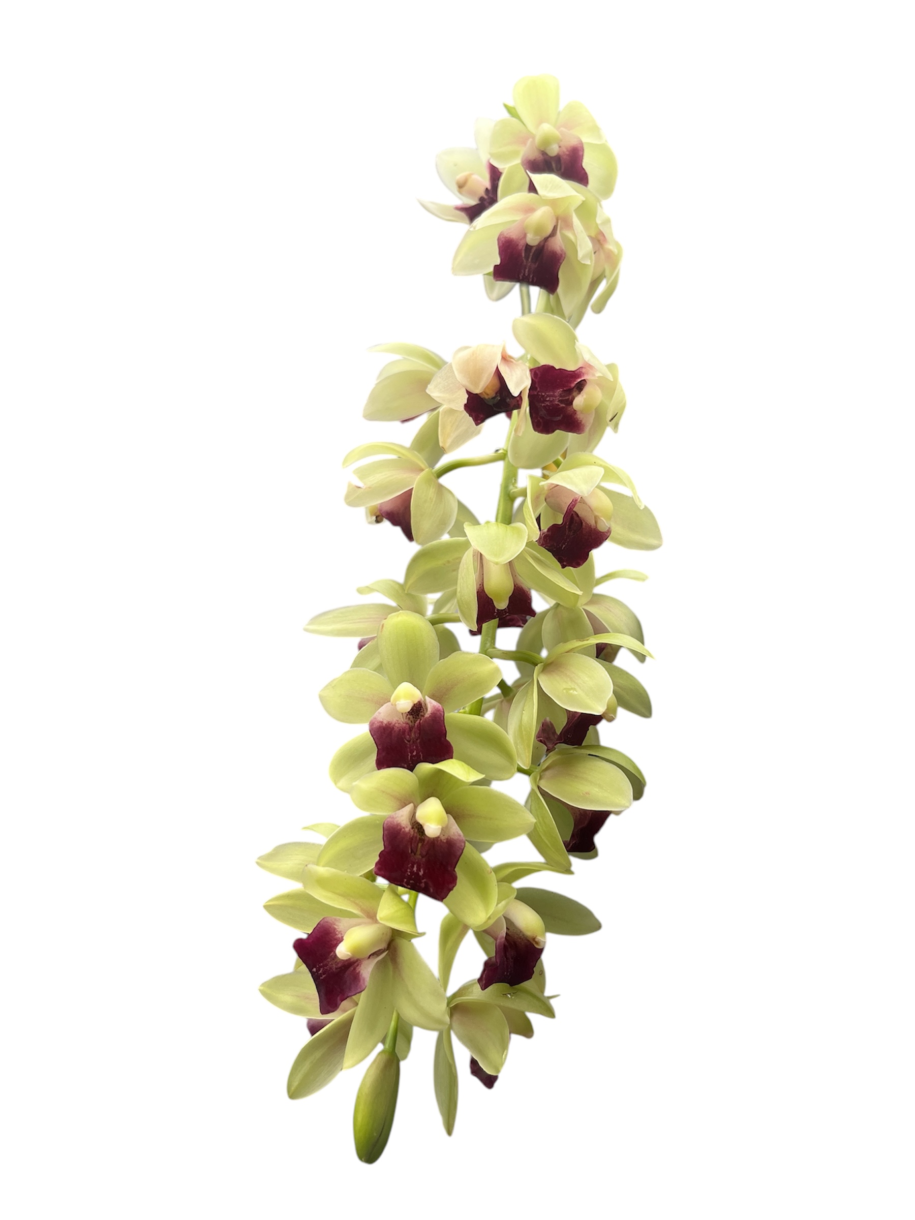 Cymbidium Jaina