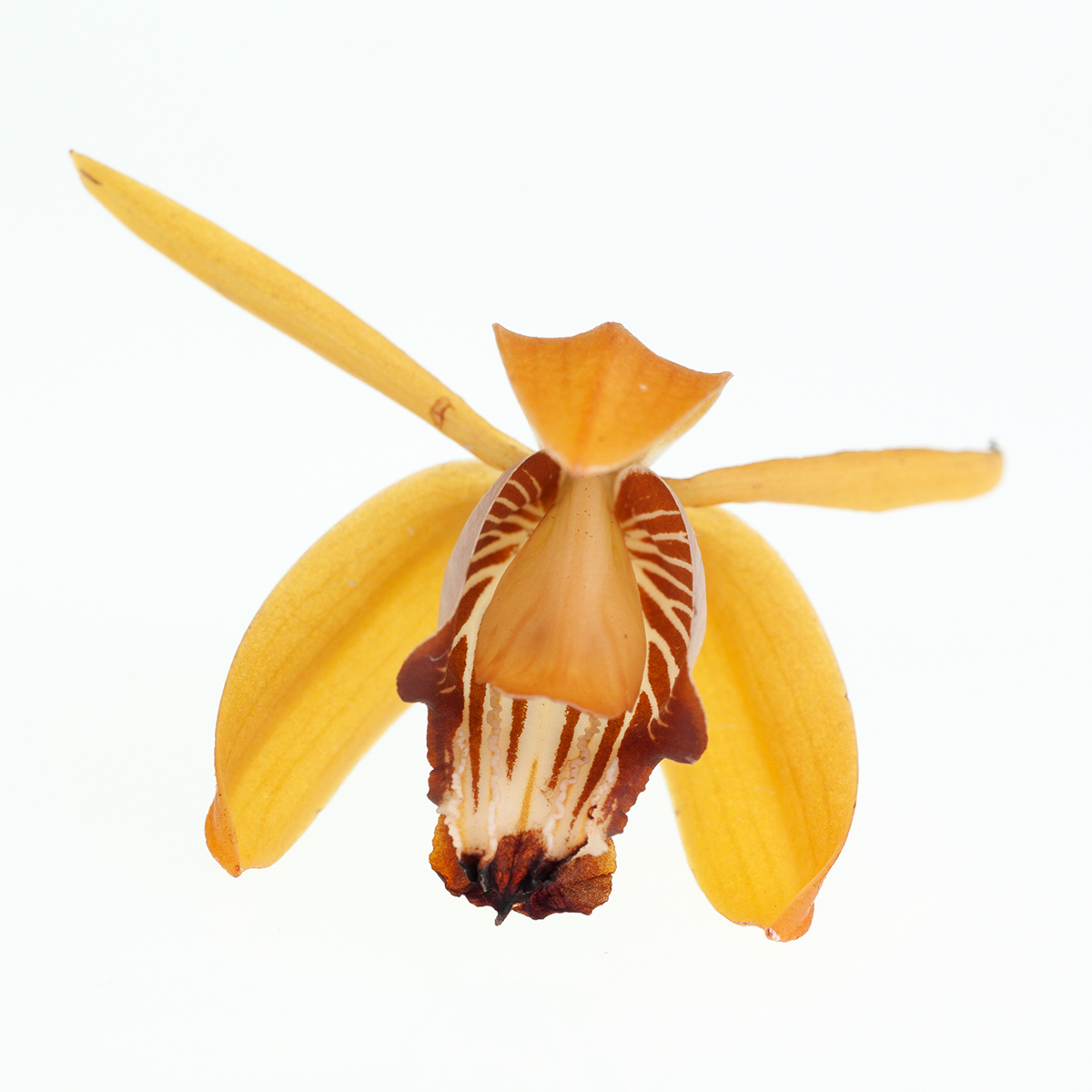 Coelogyne odoardi