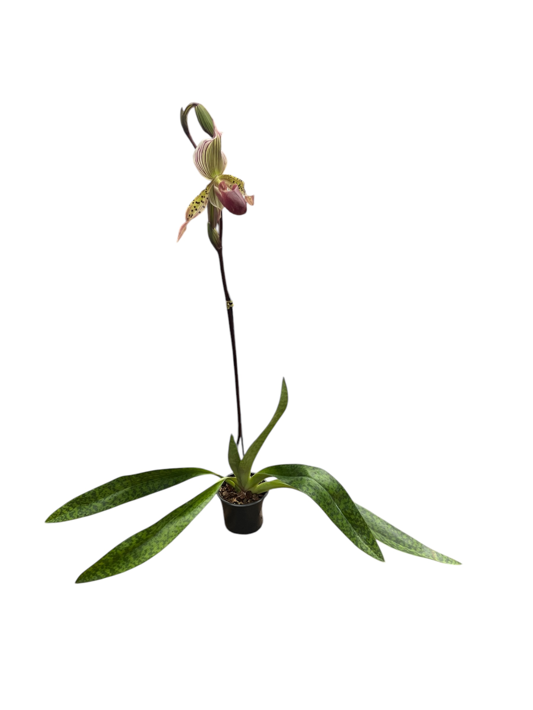 Paphiopedilum l'Ansonii (rothschildianum x Morganiae)