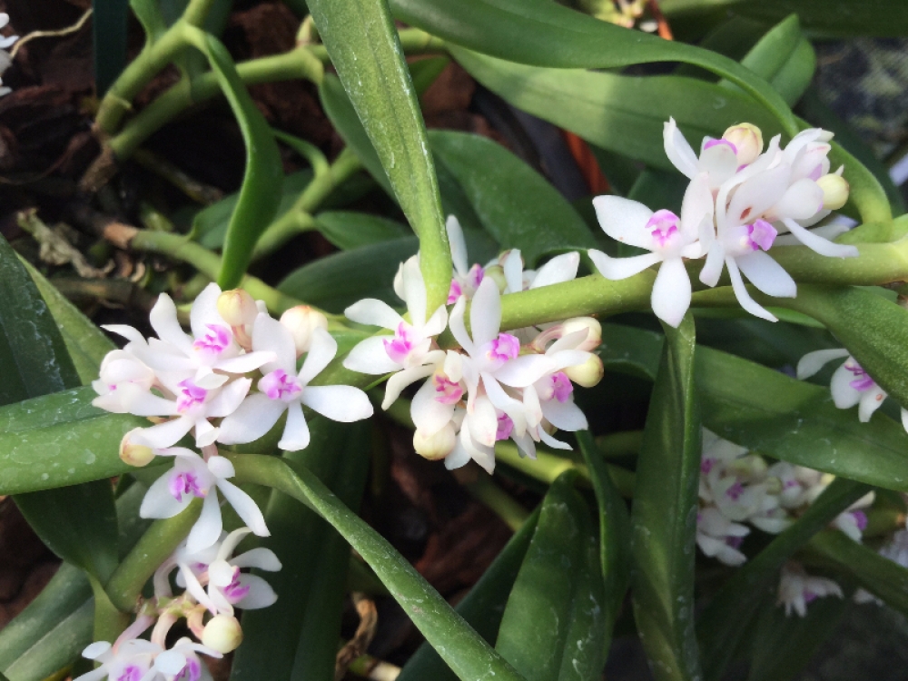 Trichoglottis rosea