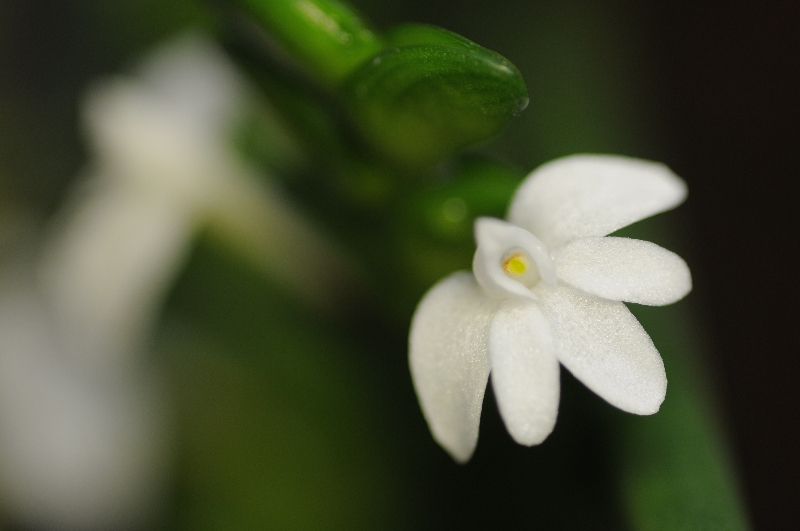 Angraecum distinchum