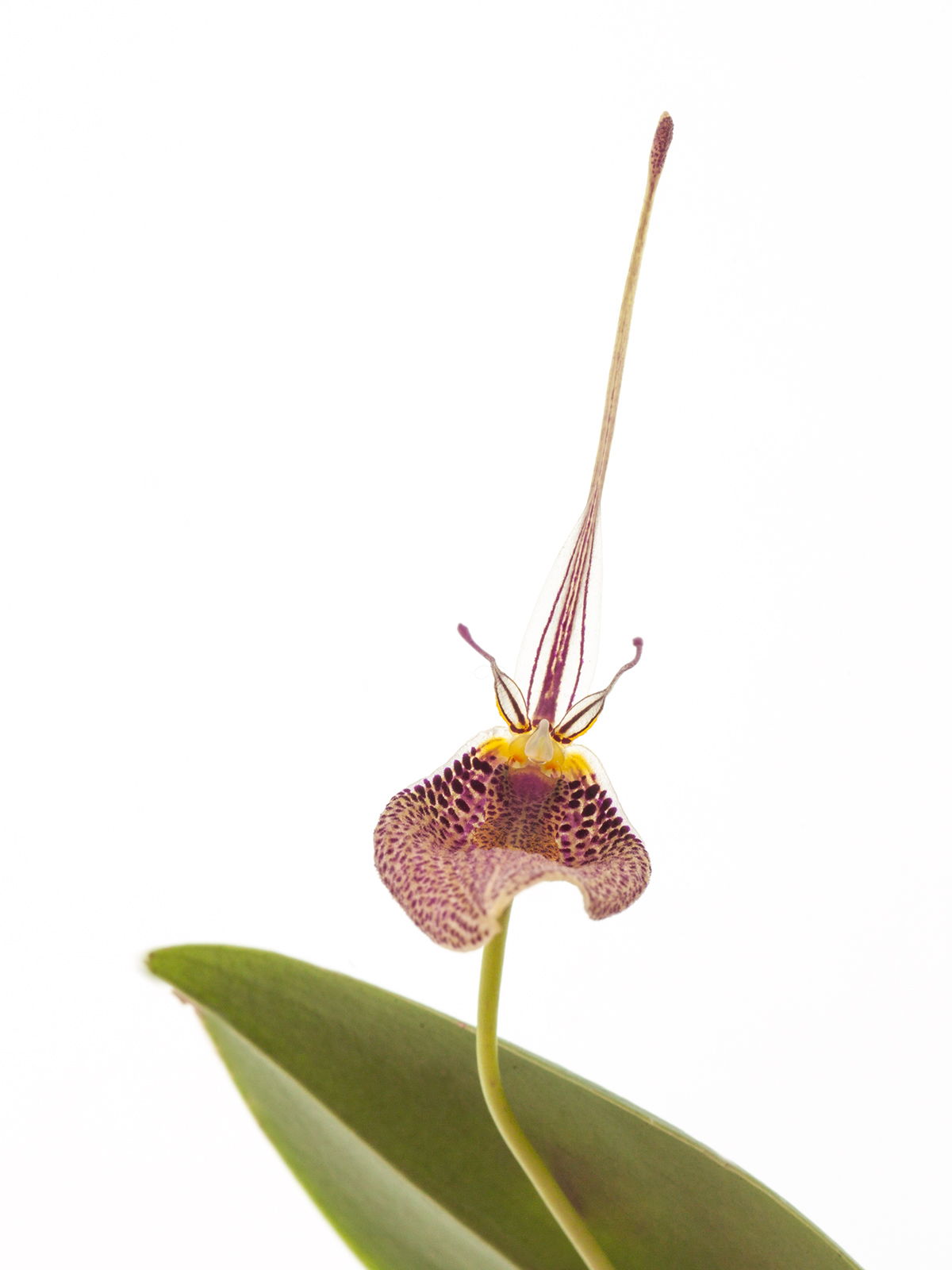 Restrepia antennifera