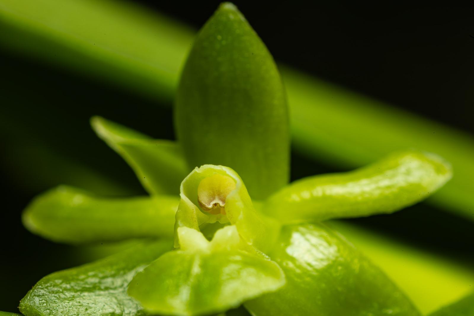 Epidendrum repens