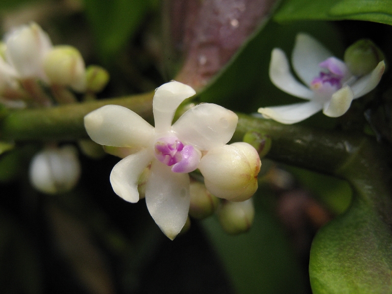 Trichoglottis rosea