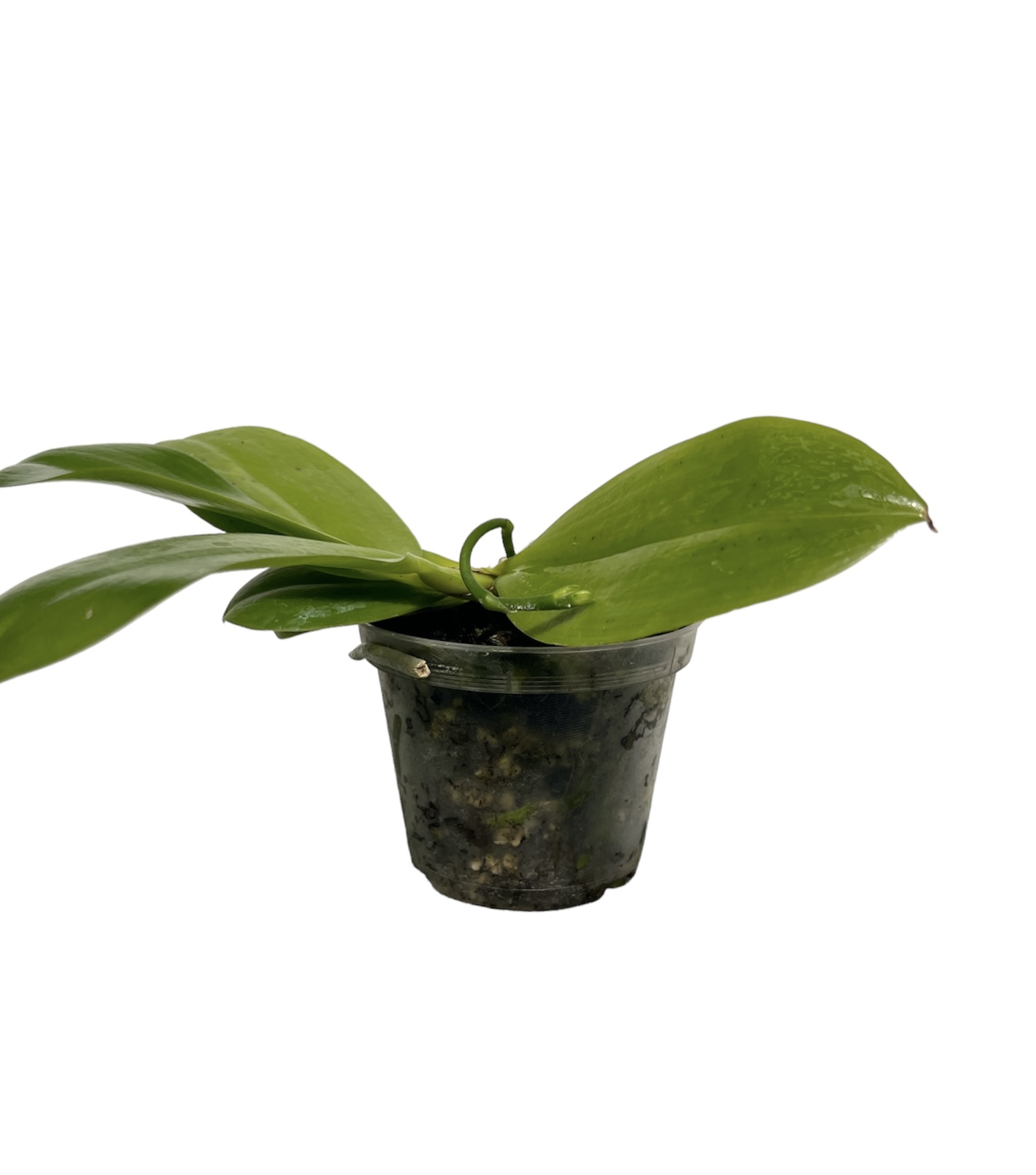 Phalaenopsis tetraspis C1