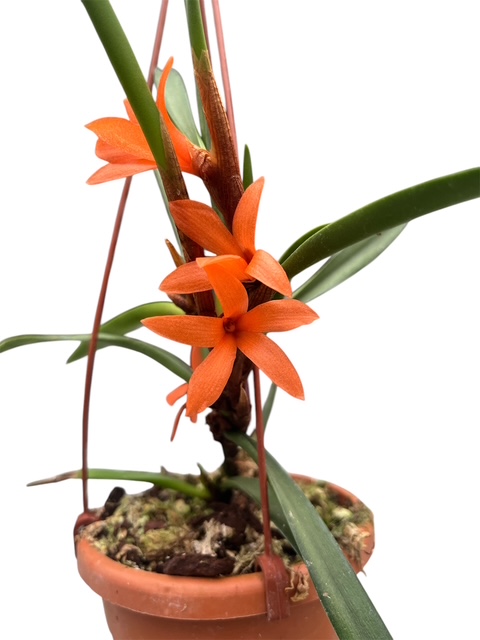 Ceratostylis retisquama