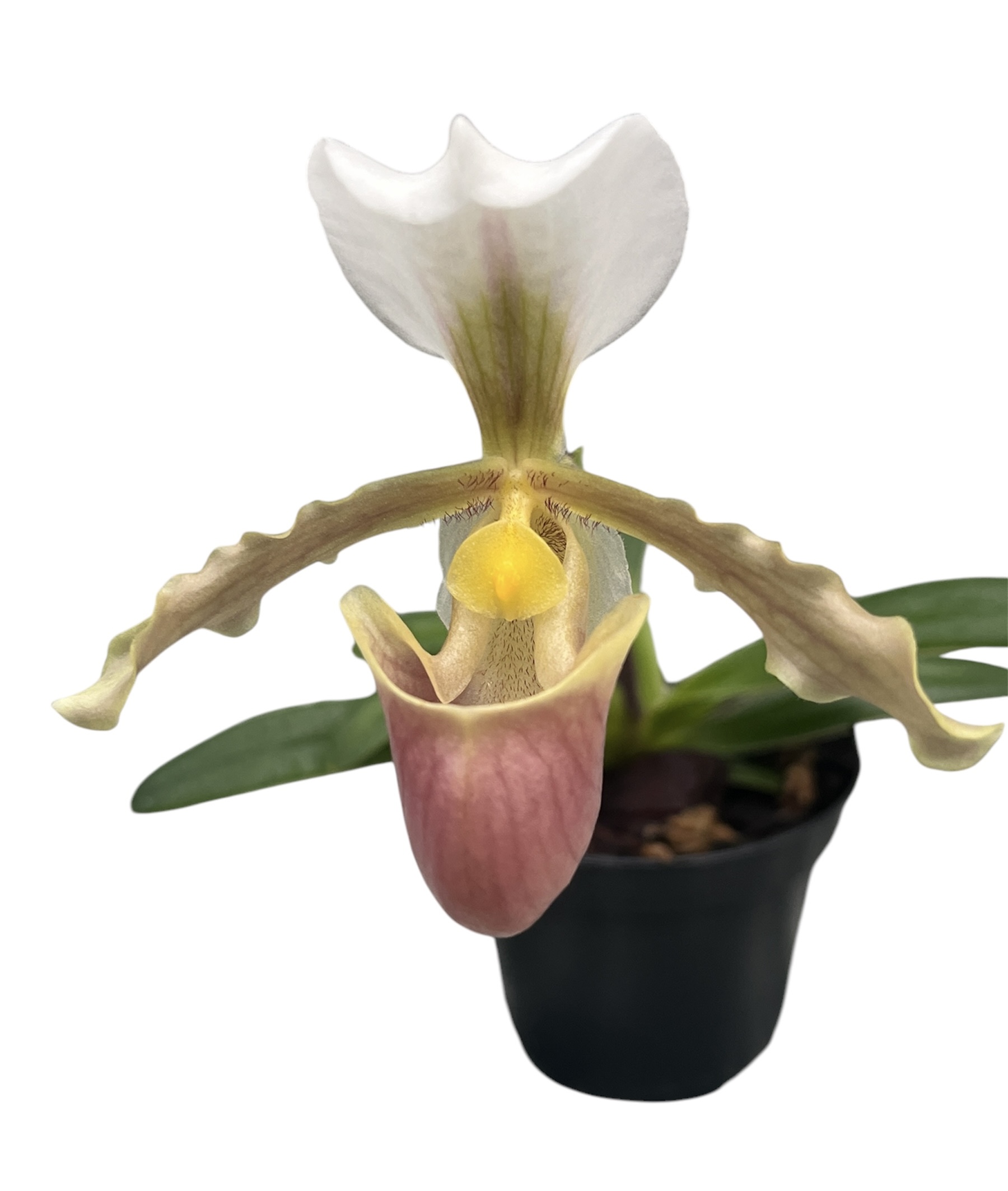 Paphiopedilum barbigerum 