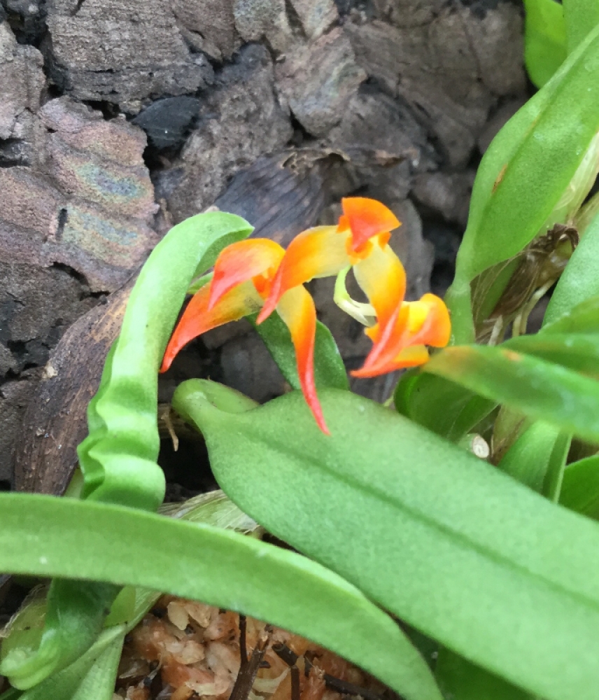 Bulbophyllum aff.smithianum ( sessile )