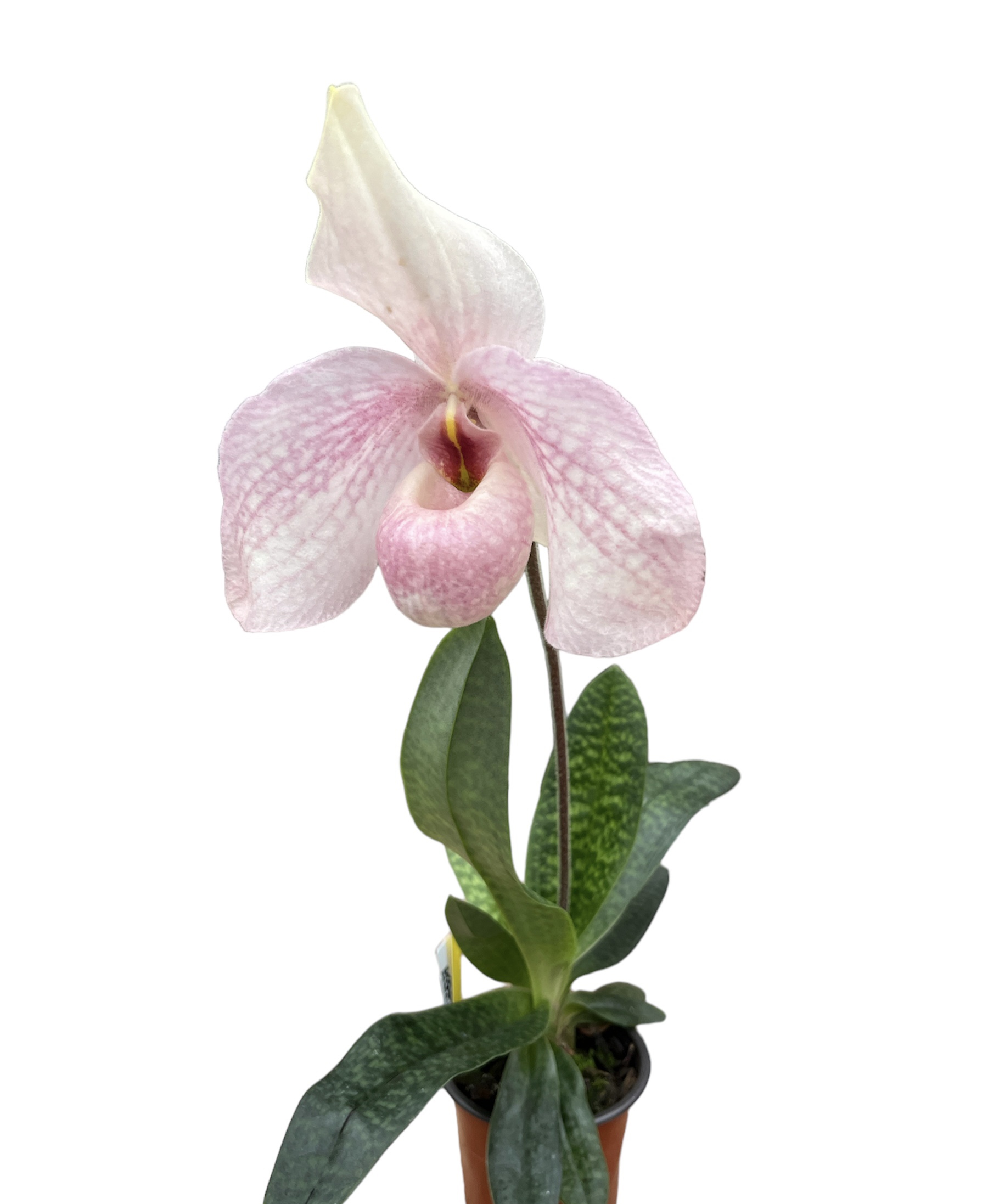 Paphiopedilum In-Charm Handel (hangianum x delenatii)