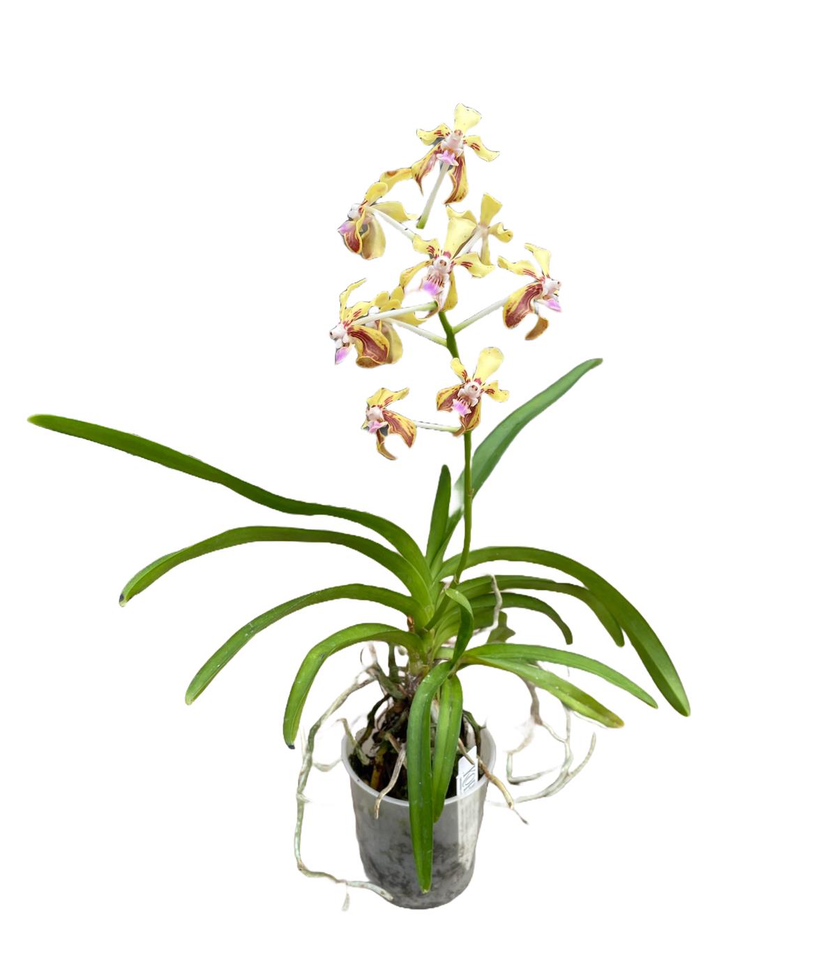 Vanda lamellata var. remediosae