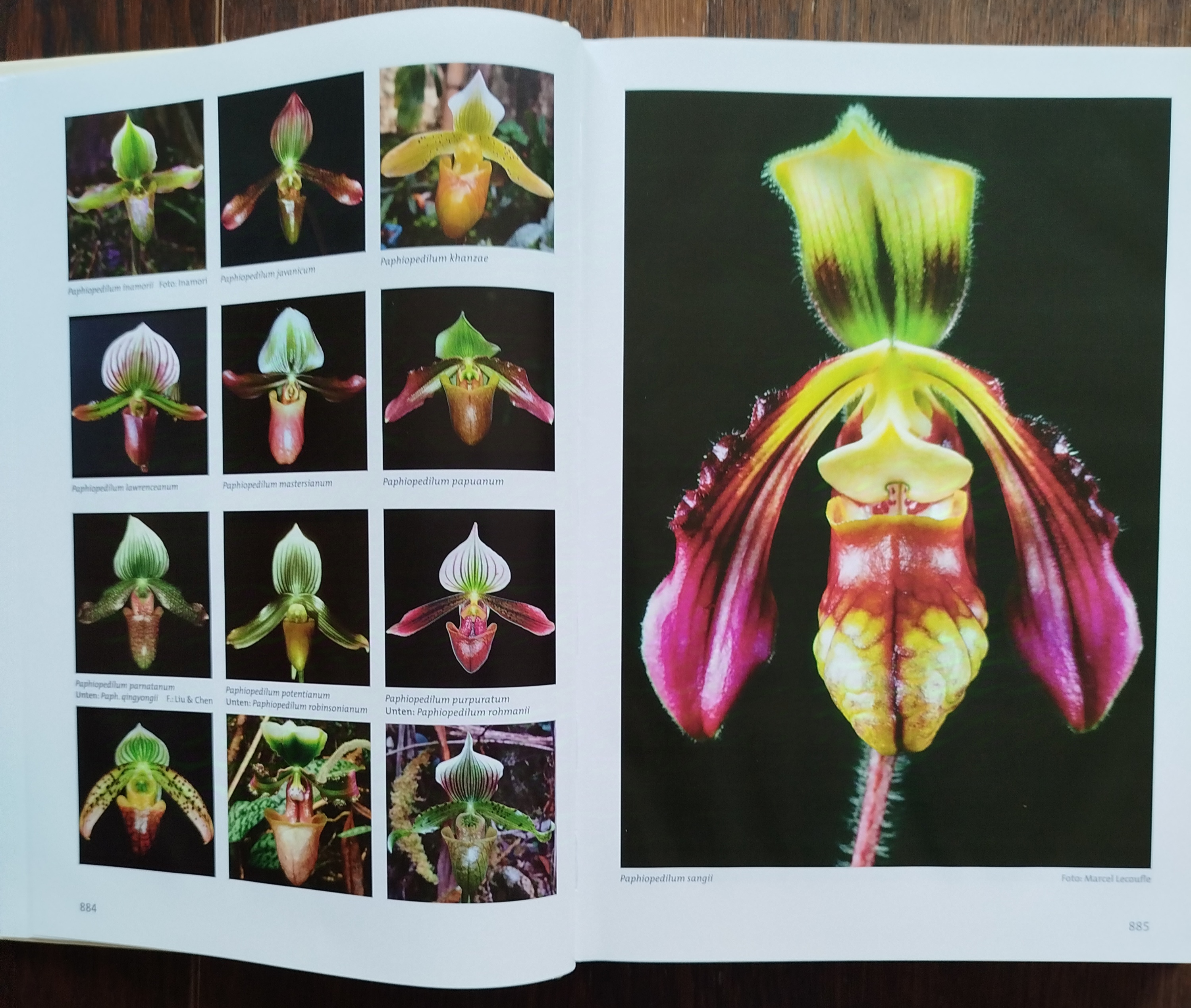 Buch: Paphiopedilum Südostasiatische Frauenschuhe Band 3