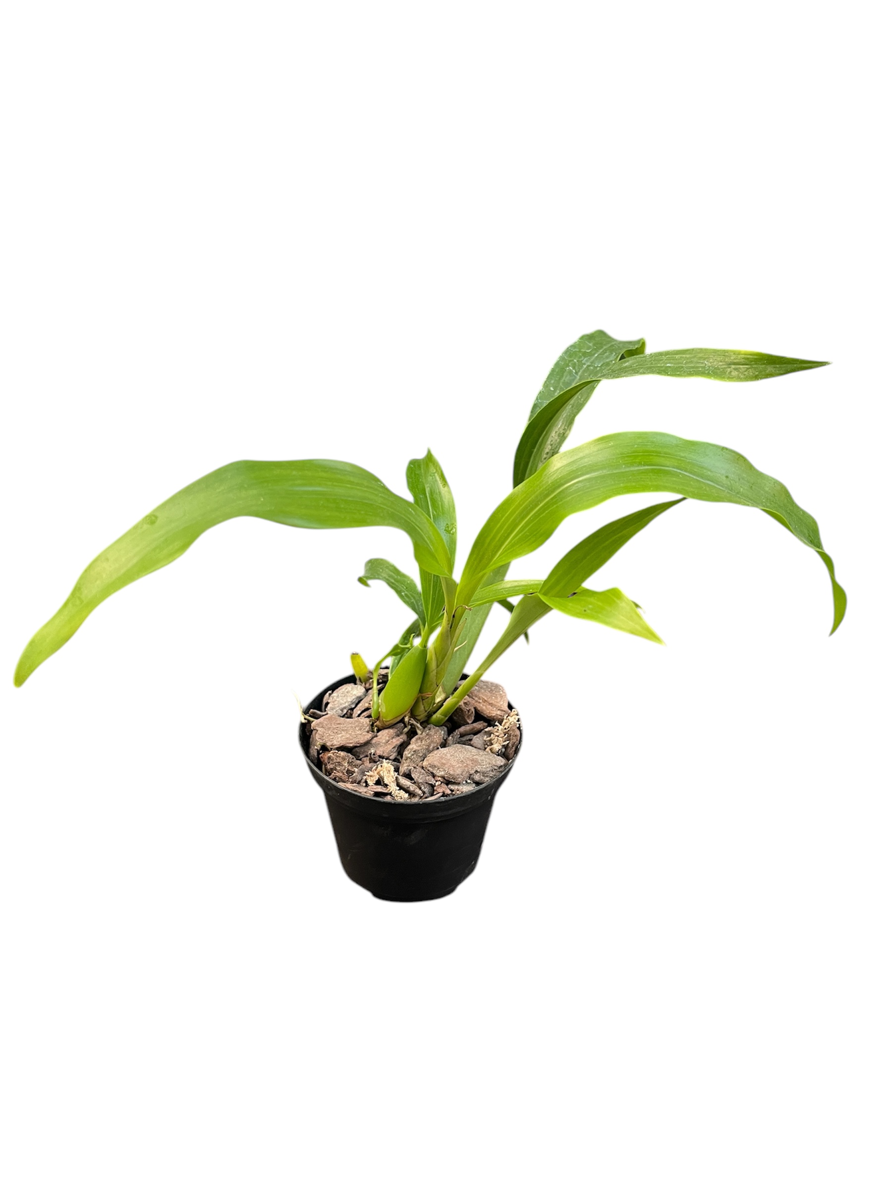 Coelogyne speciosa x fimbriata