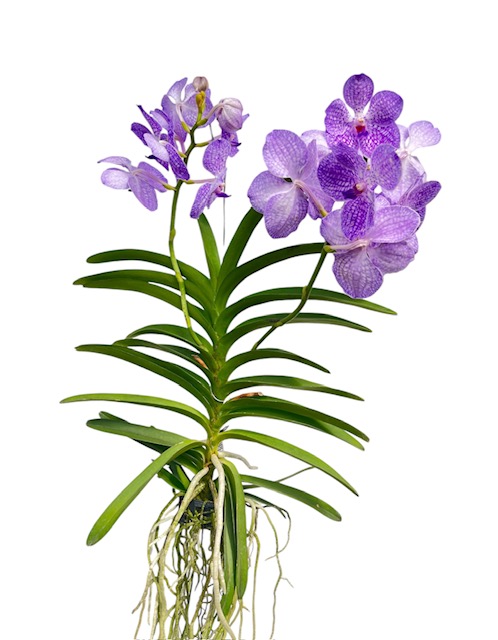 Vanda KANCHANA® Angelite