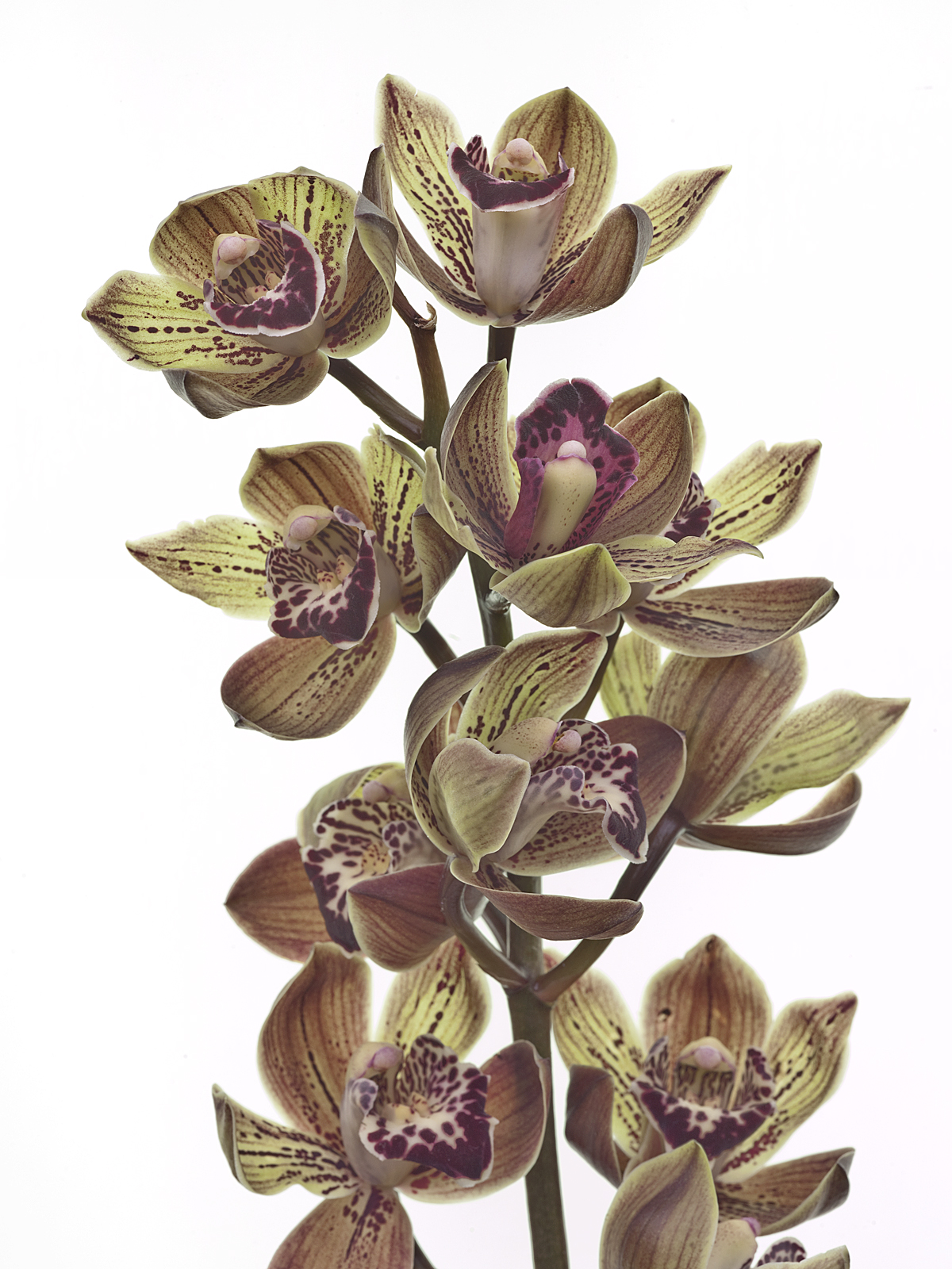 Cymbidium Vogel´s Magic