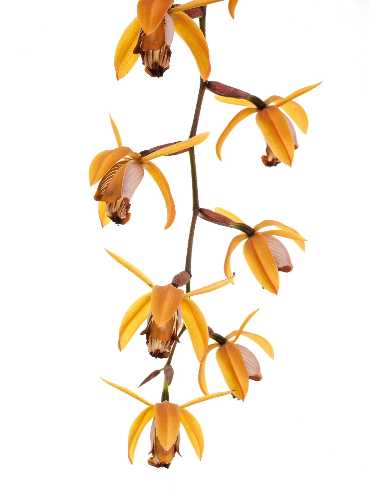 Coelogyne odoardi