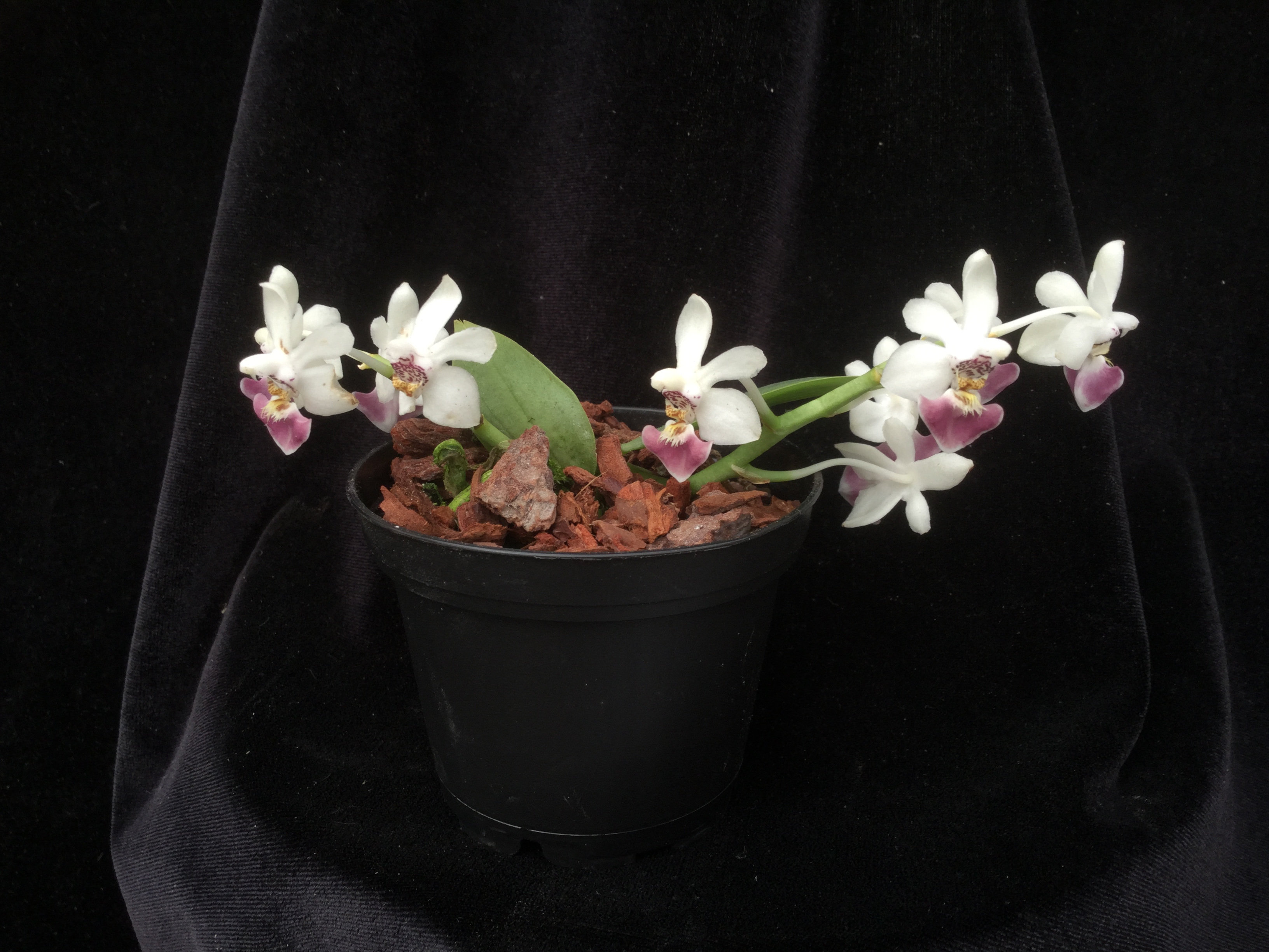 Phalaenopsis parishii (aufgebunden)