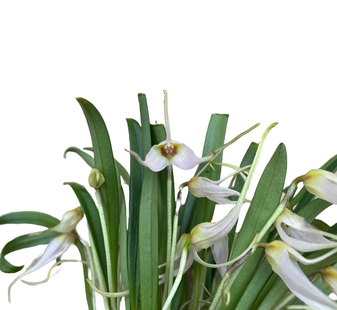 Masdevallia lilacina (getopft/potted)