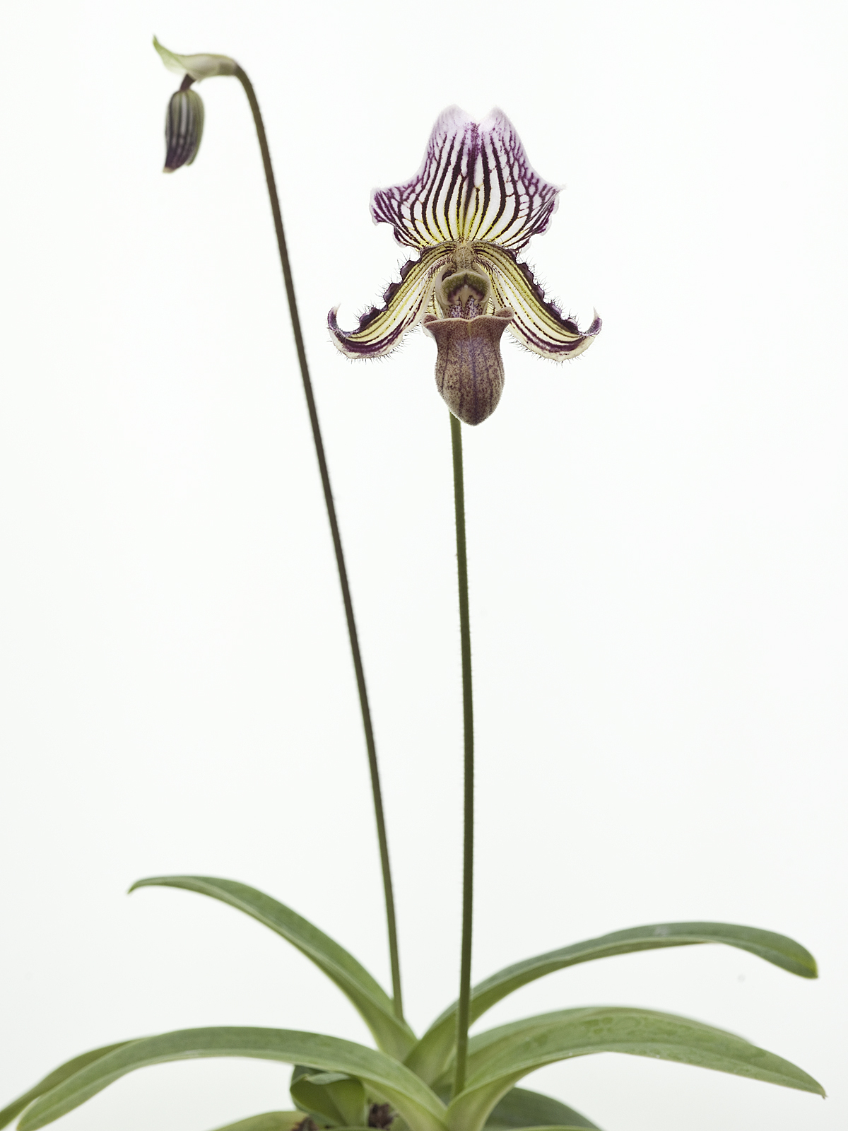 Paphiopedilum fairrieanum