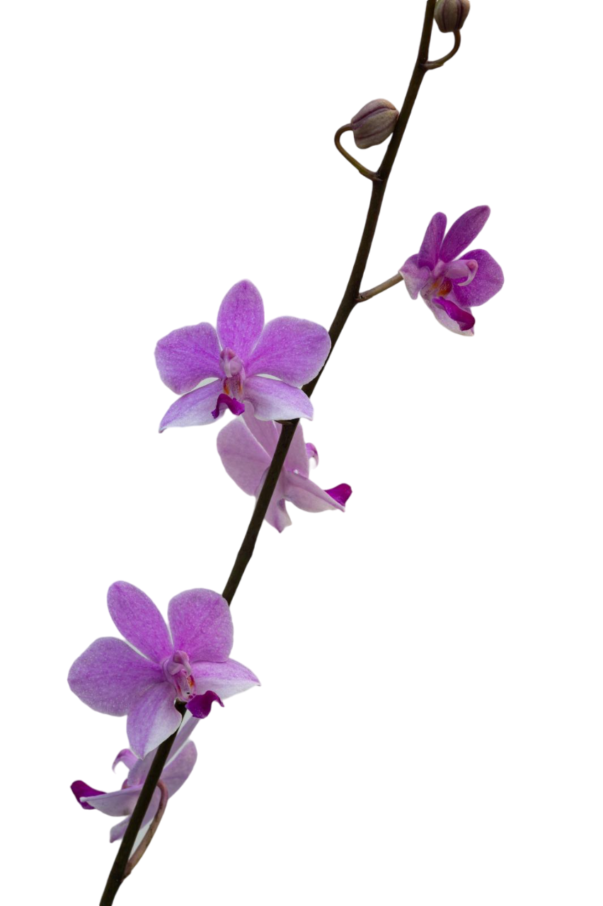 Phalaenopsis pulcherrima coerulea x lowii