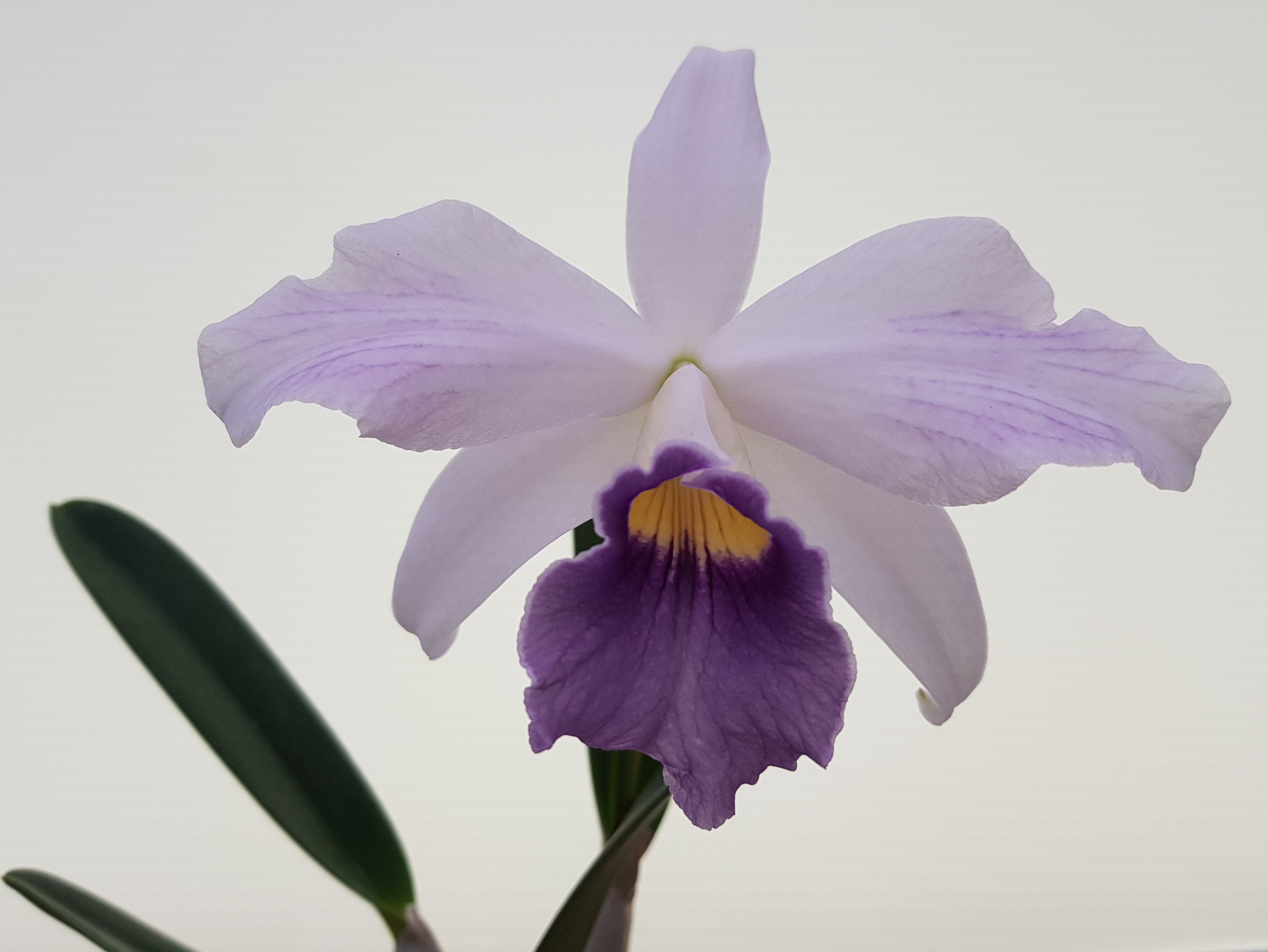 Cattleya purpurata var. werkhauseri  x  Cattleya sincorana var. coerulea