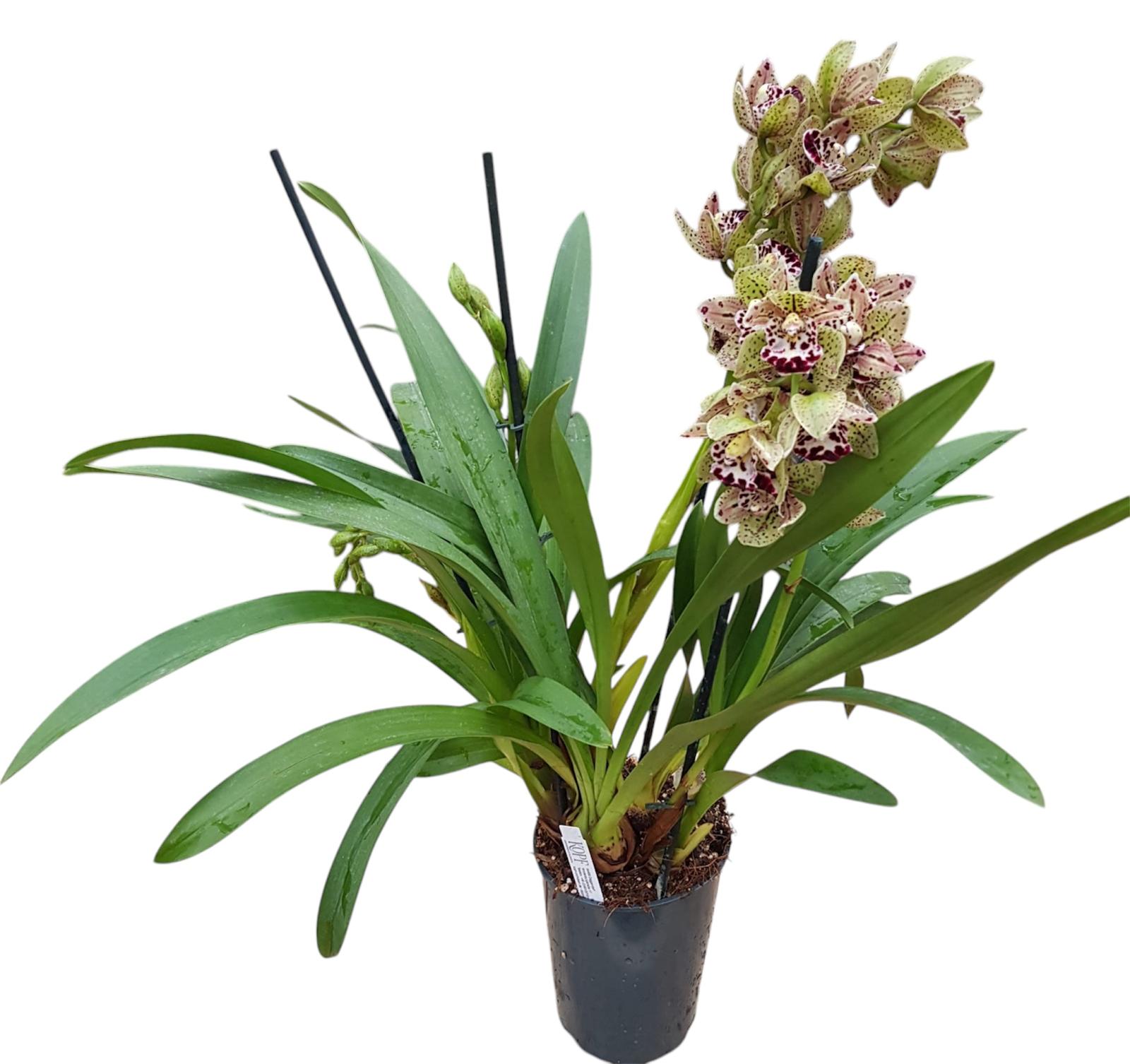 Cymbidium Vogel´s Magic