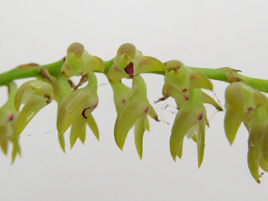 Bulbophyllum pumilum var. recurvatum