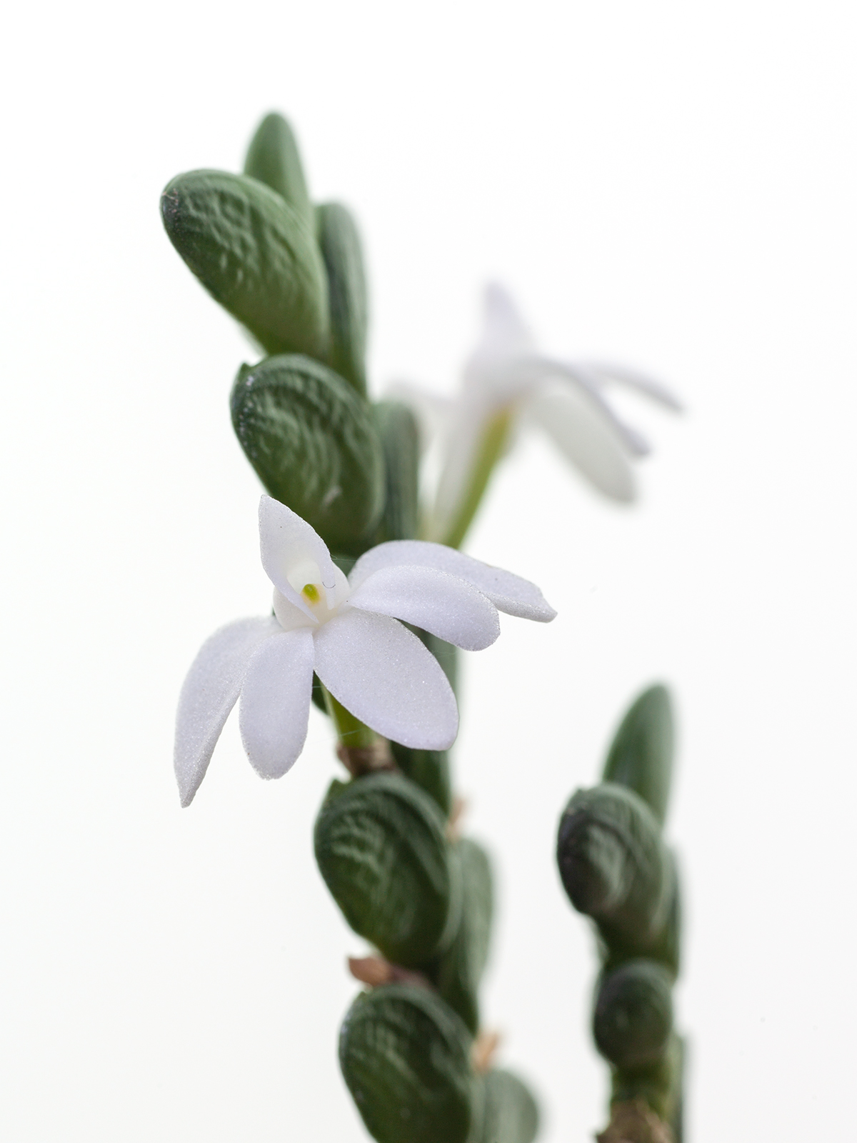 Angraecum distinchum