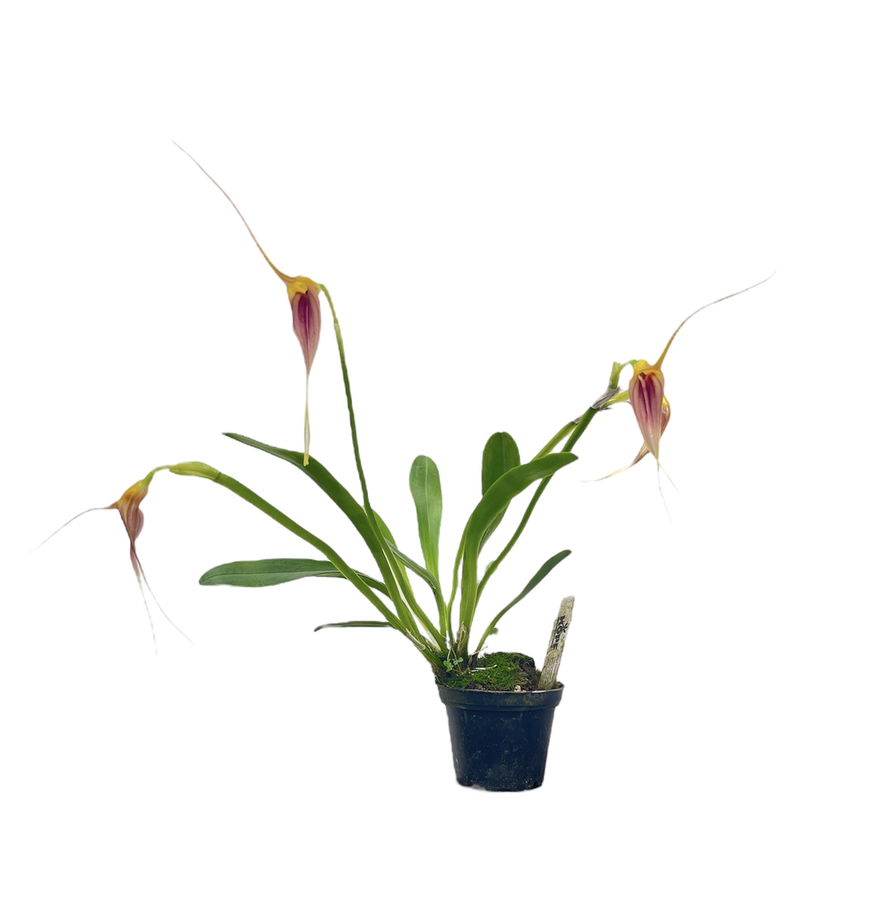 Masdevallia sceptrum