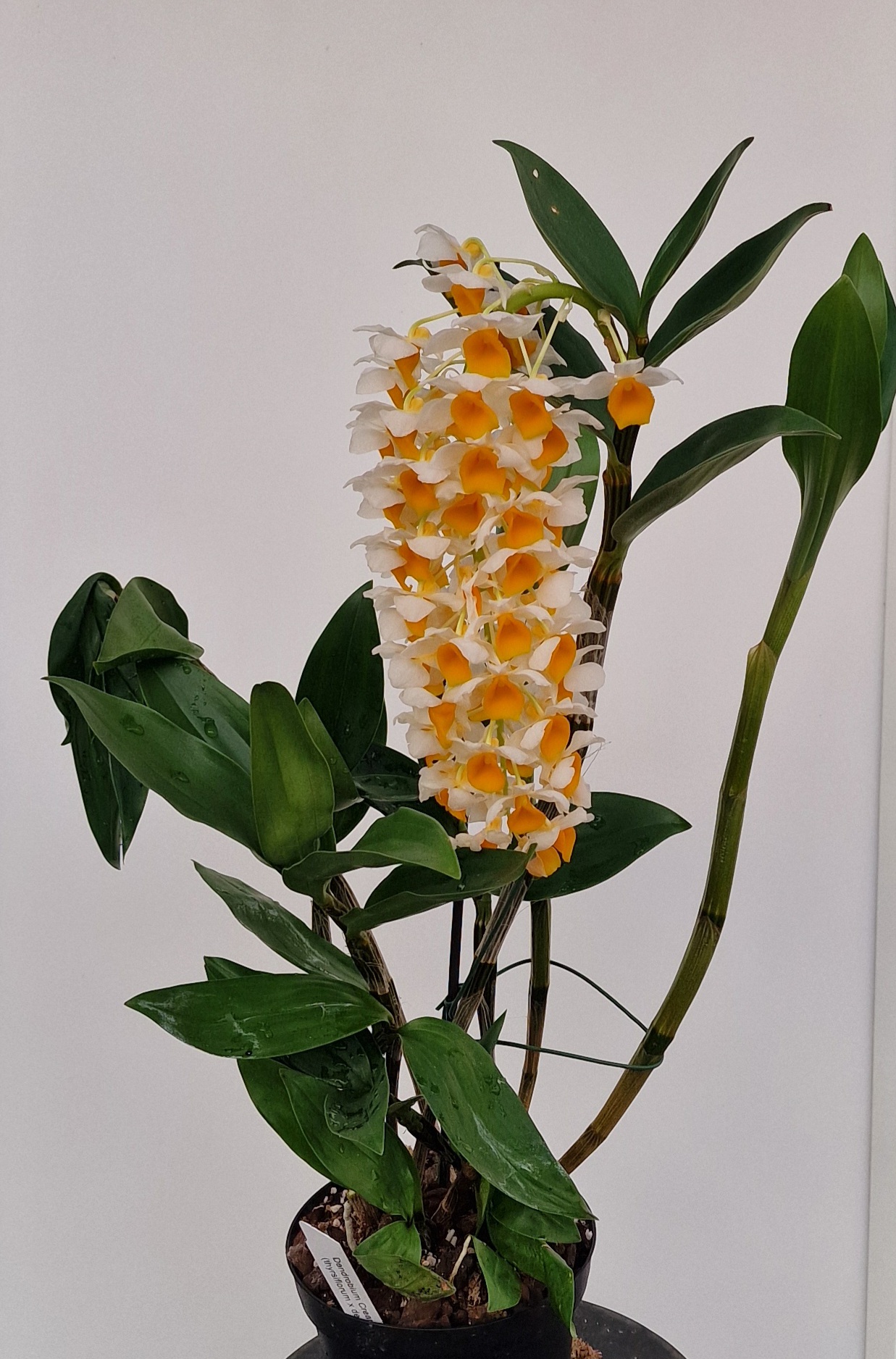 Dendrobium Cream Cascade 