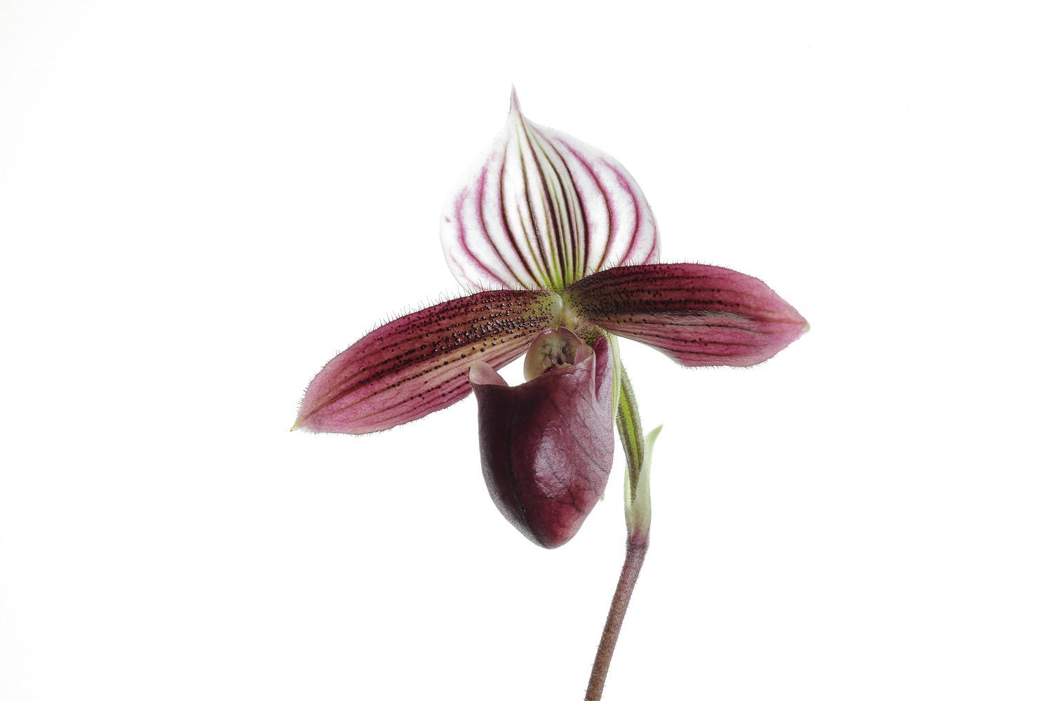 Paphiopedilum purpuratum