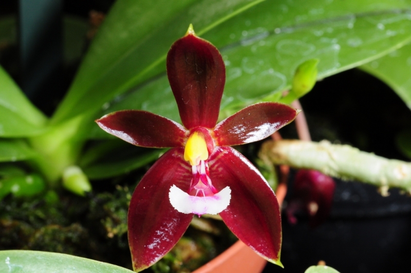 Phalaenopsis cornu-cervi (dark form)