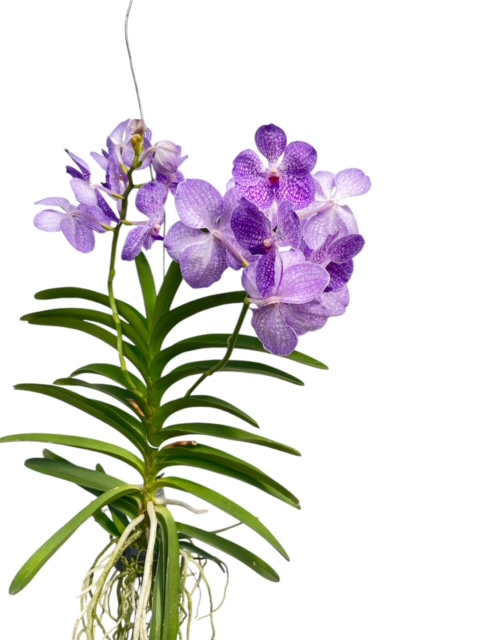 Vanda KANCHANA® Angelite