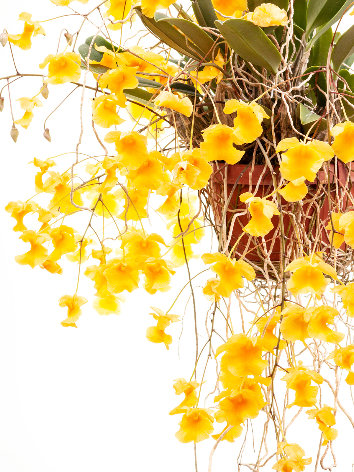 Dendrobium lindleyi 