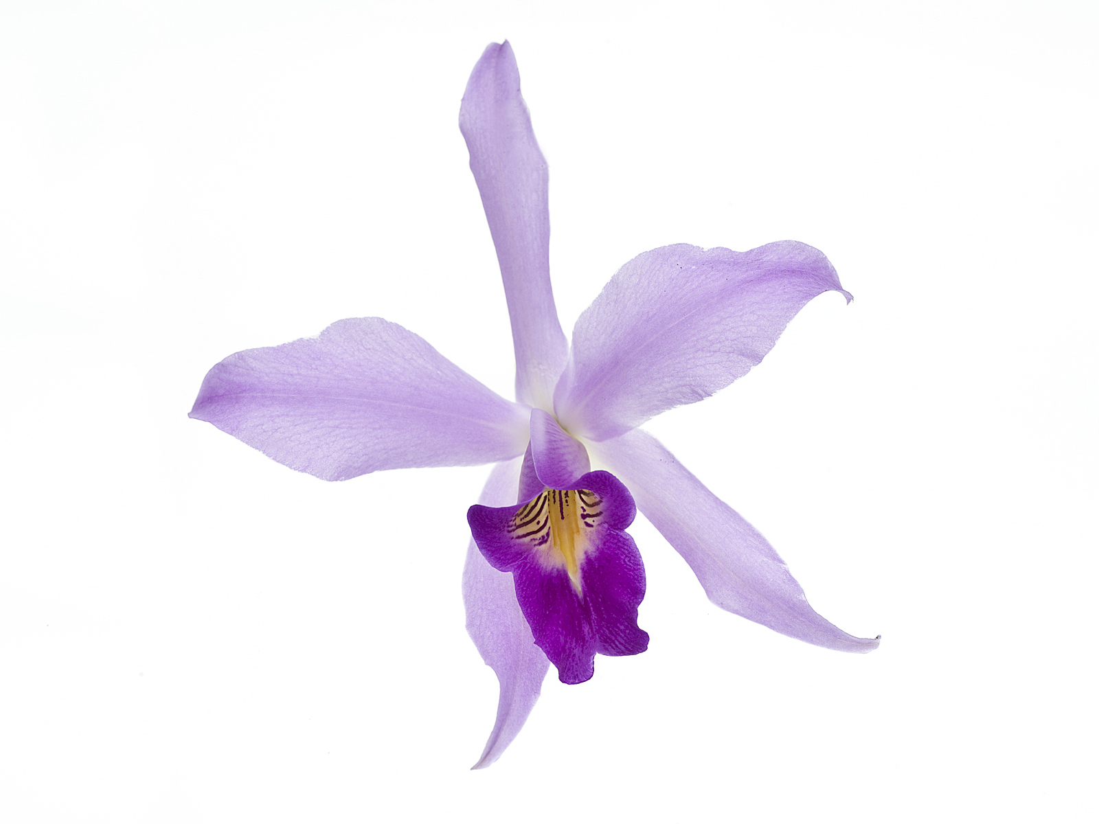 Laelia anceps