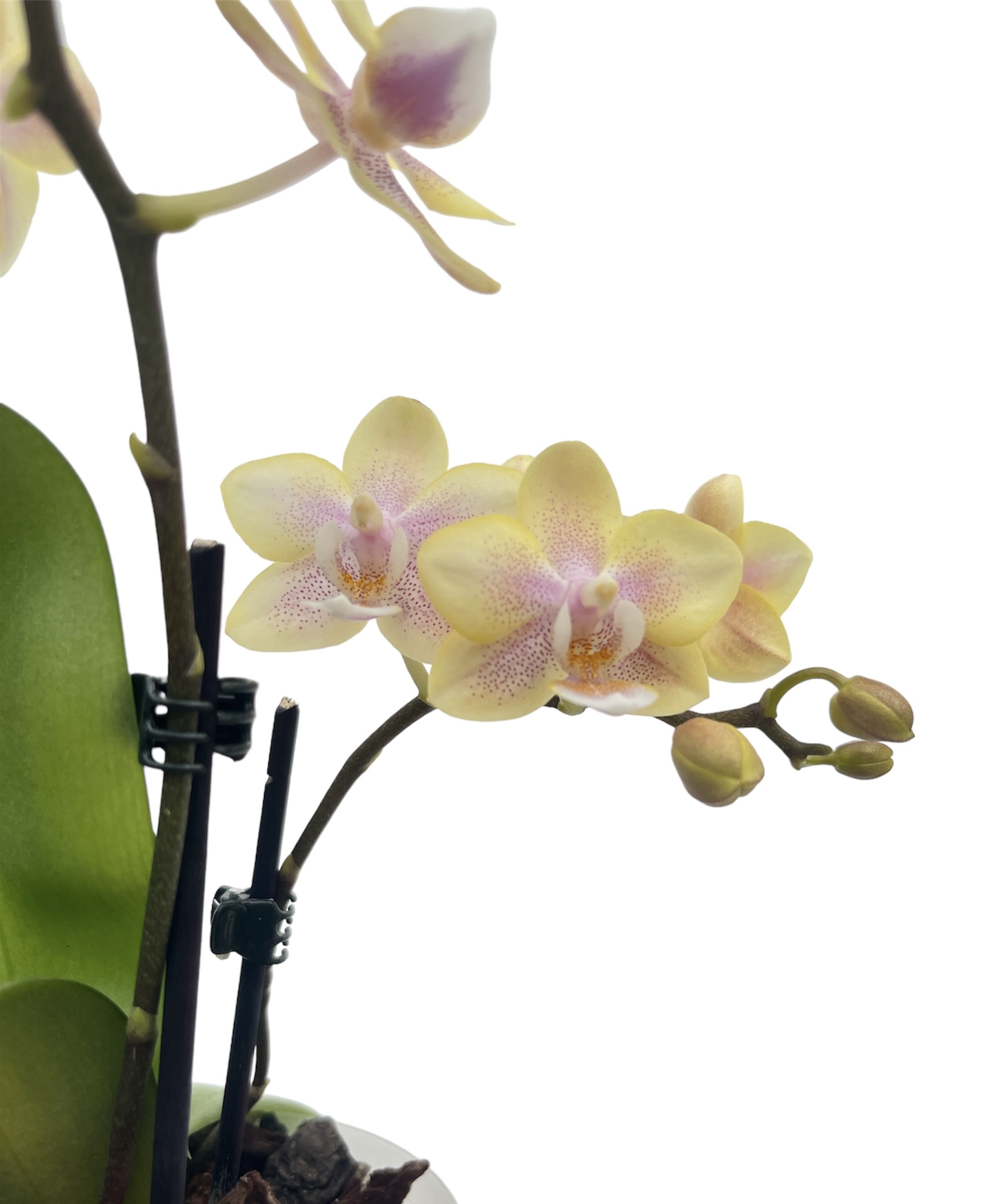 Phalaenopsis Leonora 3 'Lemon Ice Cream'