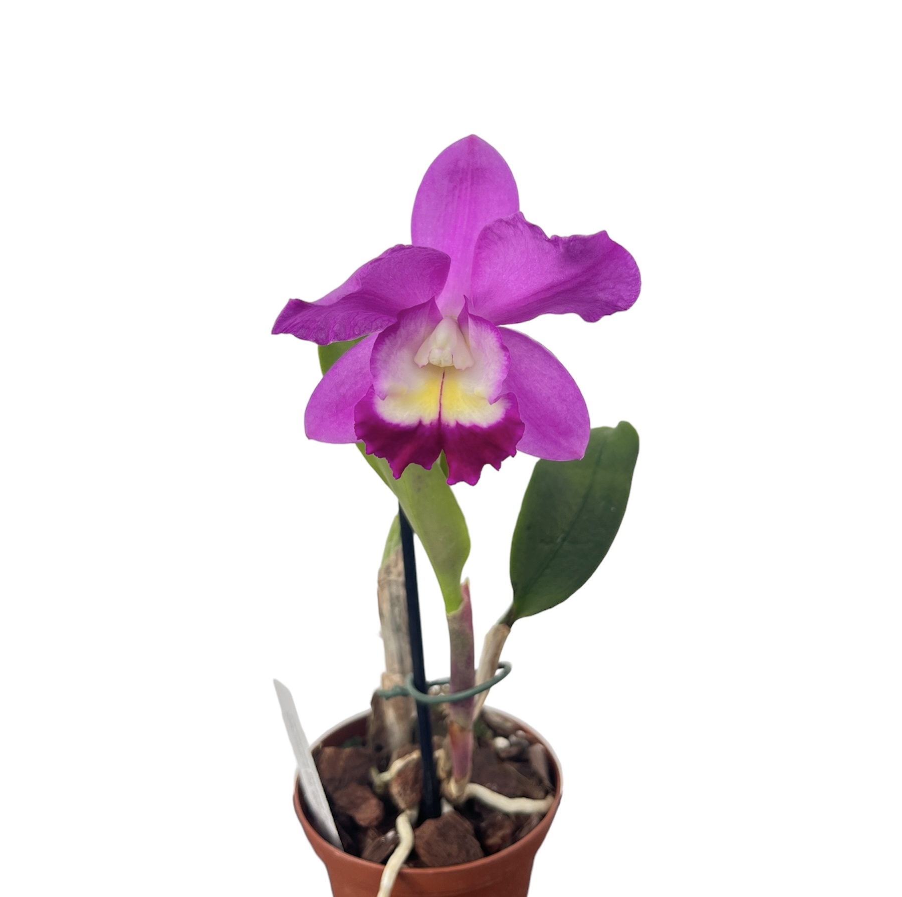 Cattleya Wufong Rose