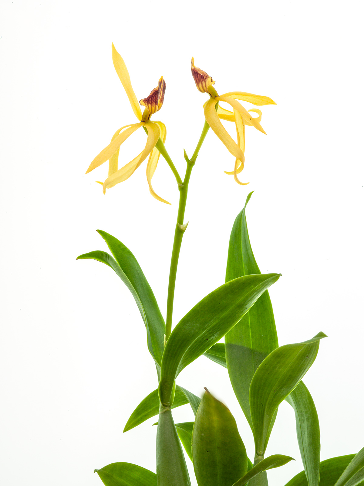 Encyclia Jasper