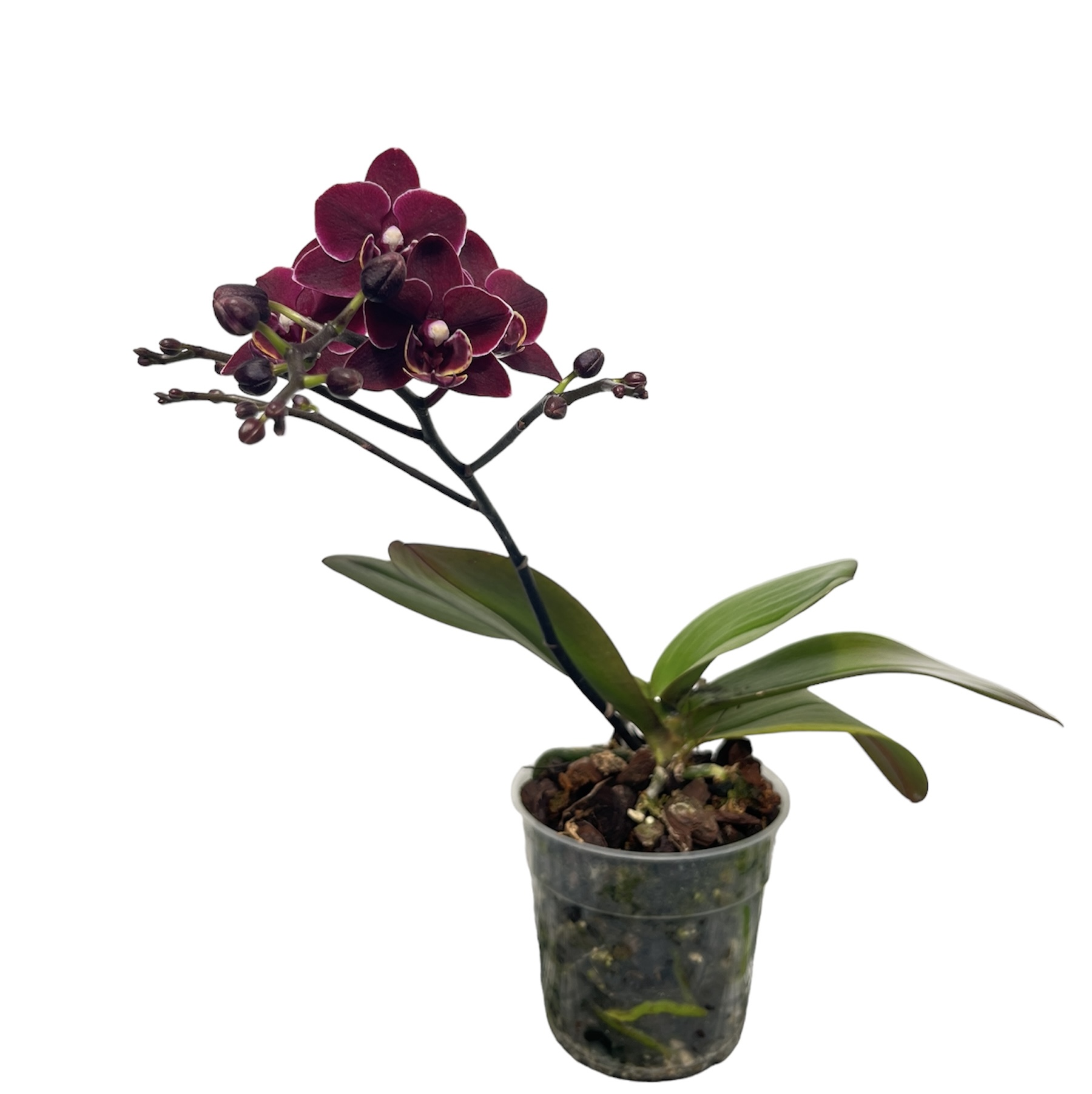 Phalaenopsis Black Angel 'Black Cat'