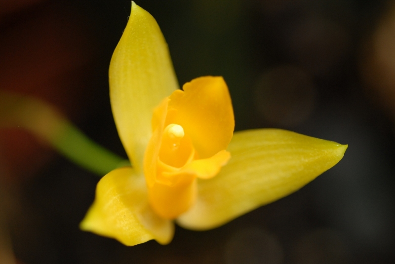 Lycaste cruenta