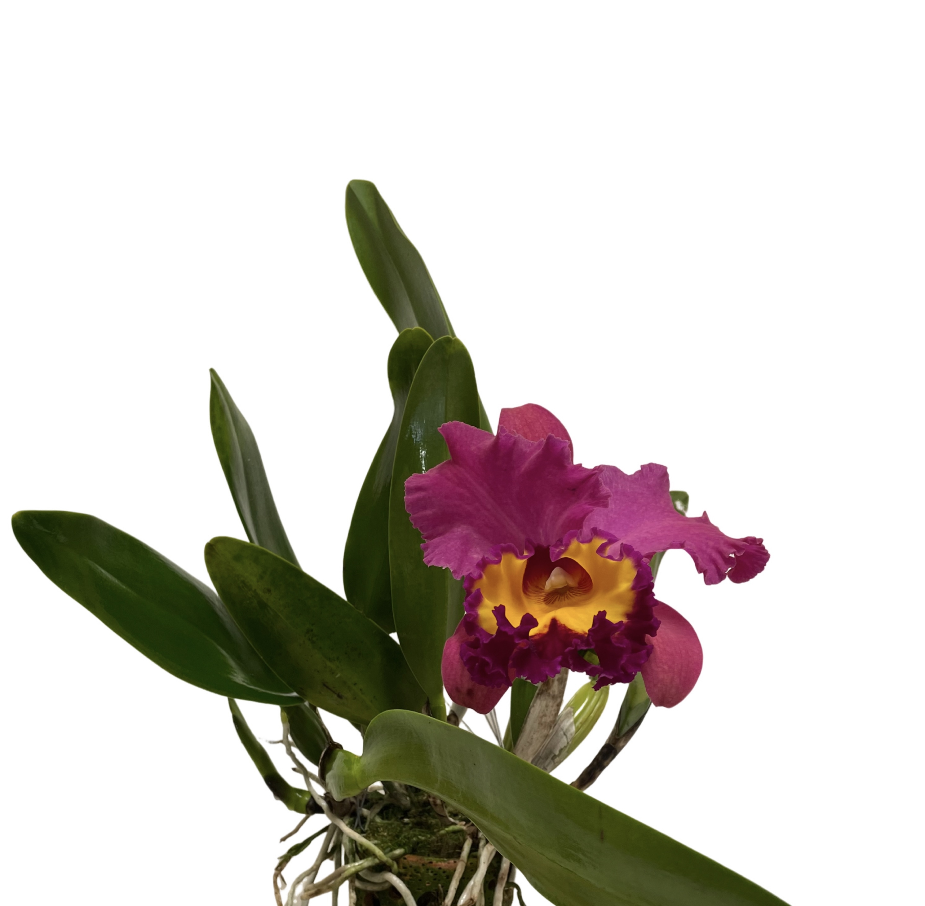 Cattleya Phet Wangnamkeaw