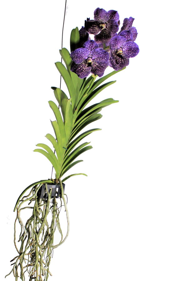 Vanda SUNANDA® Royal Purple